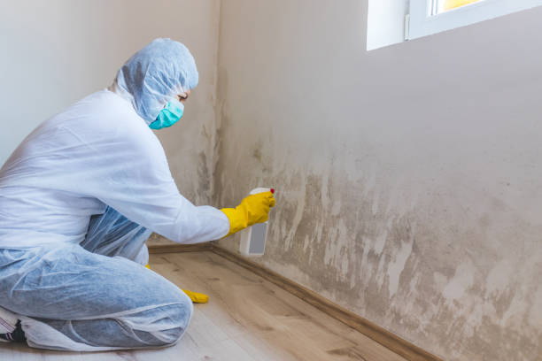 Licensed Mold Remediation service in Sesser, IL - 24 Hour Mold Removal